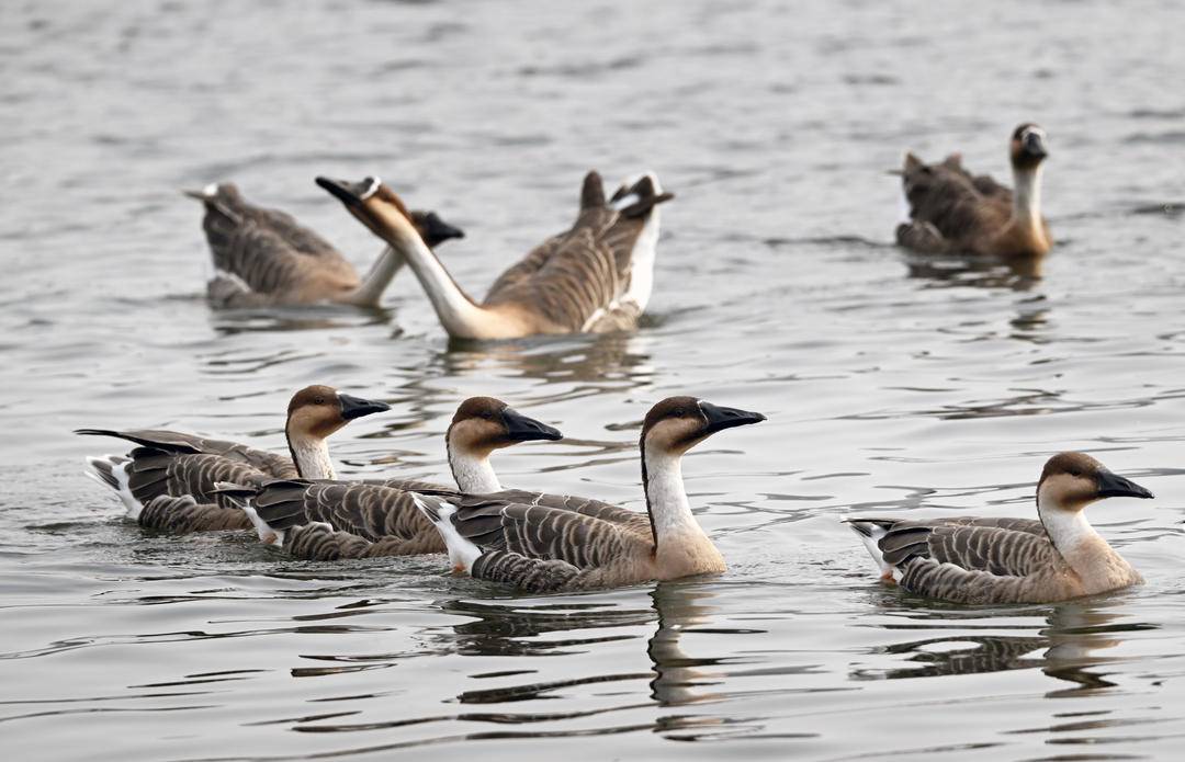 “雁”遇初冬，舞動渾河
