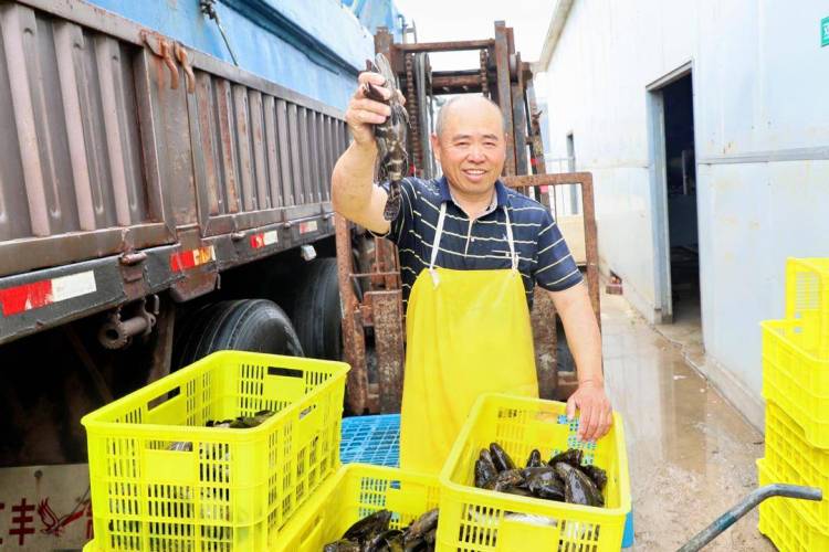 “南魚北養”！興城石斑魚成功上市