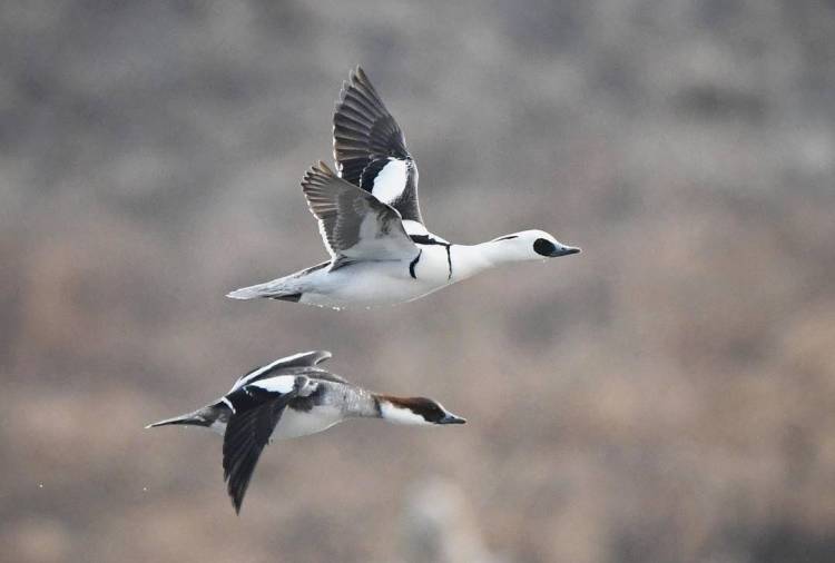 本溪：春歸鳥飛還