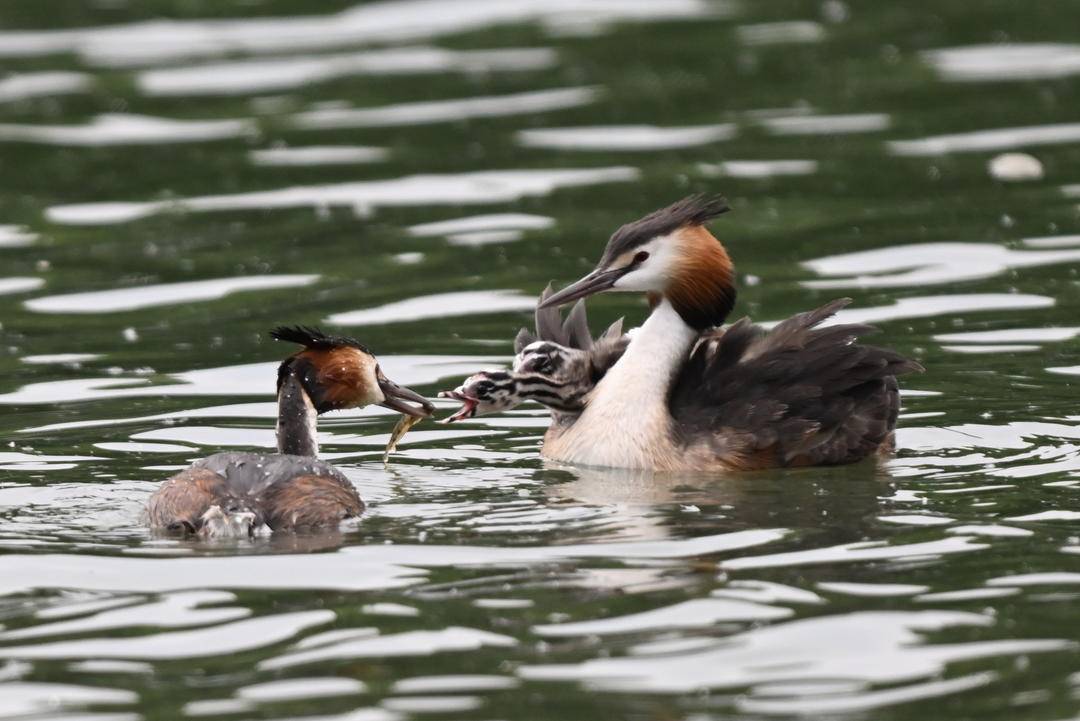 瀋陽丁香湖：鳳頭鸊鷉育雛忙