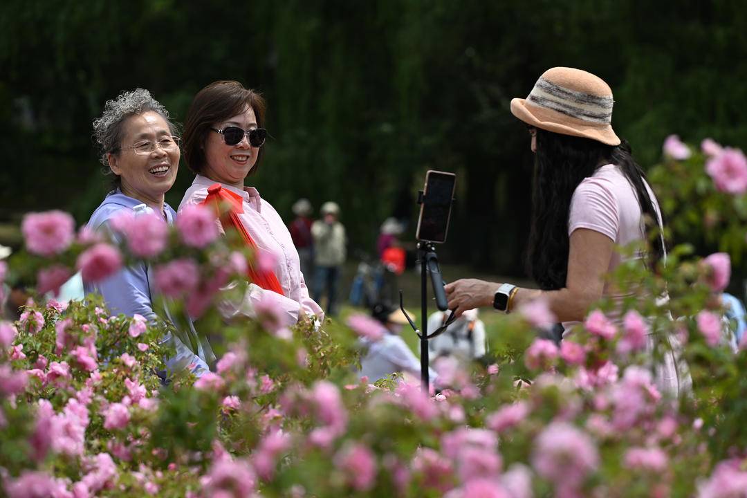 瀋陽：月季綻放引客來