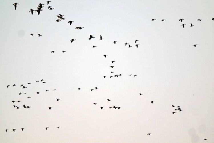 康平臥龍湖：候鳥翔集繪就生態絕美畫卷