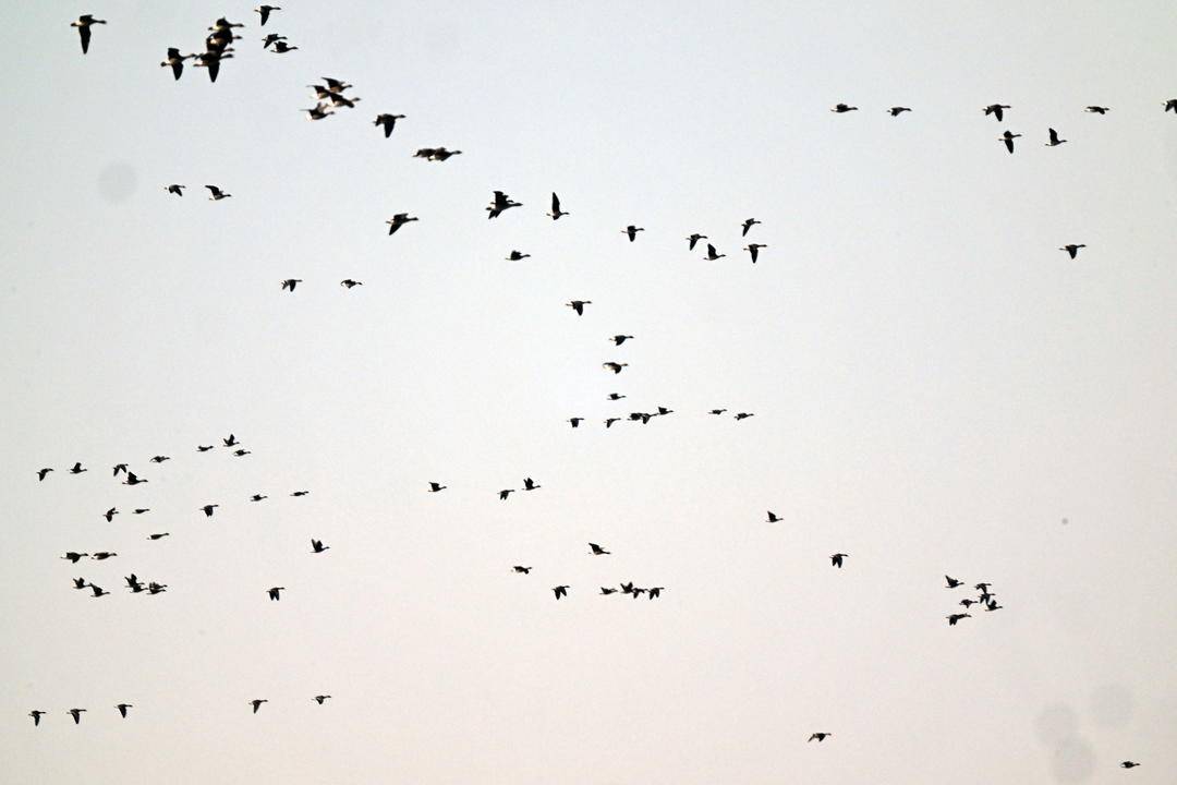 康平臥龍湖：候鳥翔集繪就生態絕美畫卷