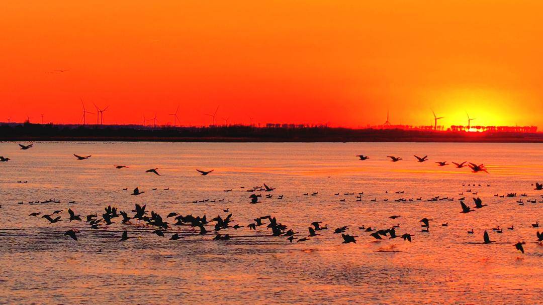 南遷候鳥小憩臥龍湖