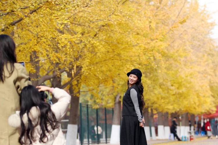 秋日限定款,漫天飛舞的金色浪漫