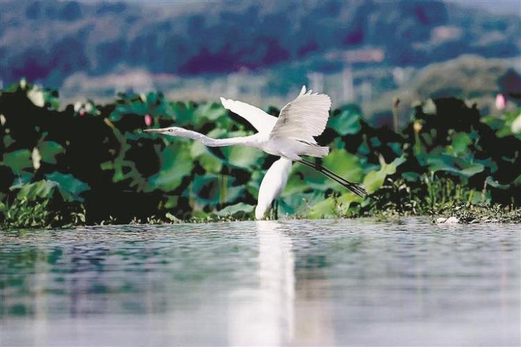 觀駕湖之約：覽湖光山色 聽鳥鳴如詩_fororder_61b0b08e-e0d0-49af-aa34-97718ae3cc01
