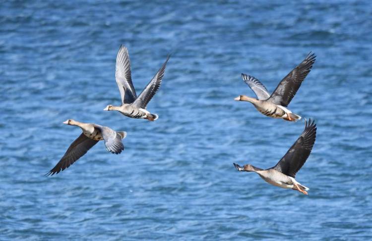 本溪：春歸鳥飛還