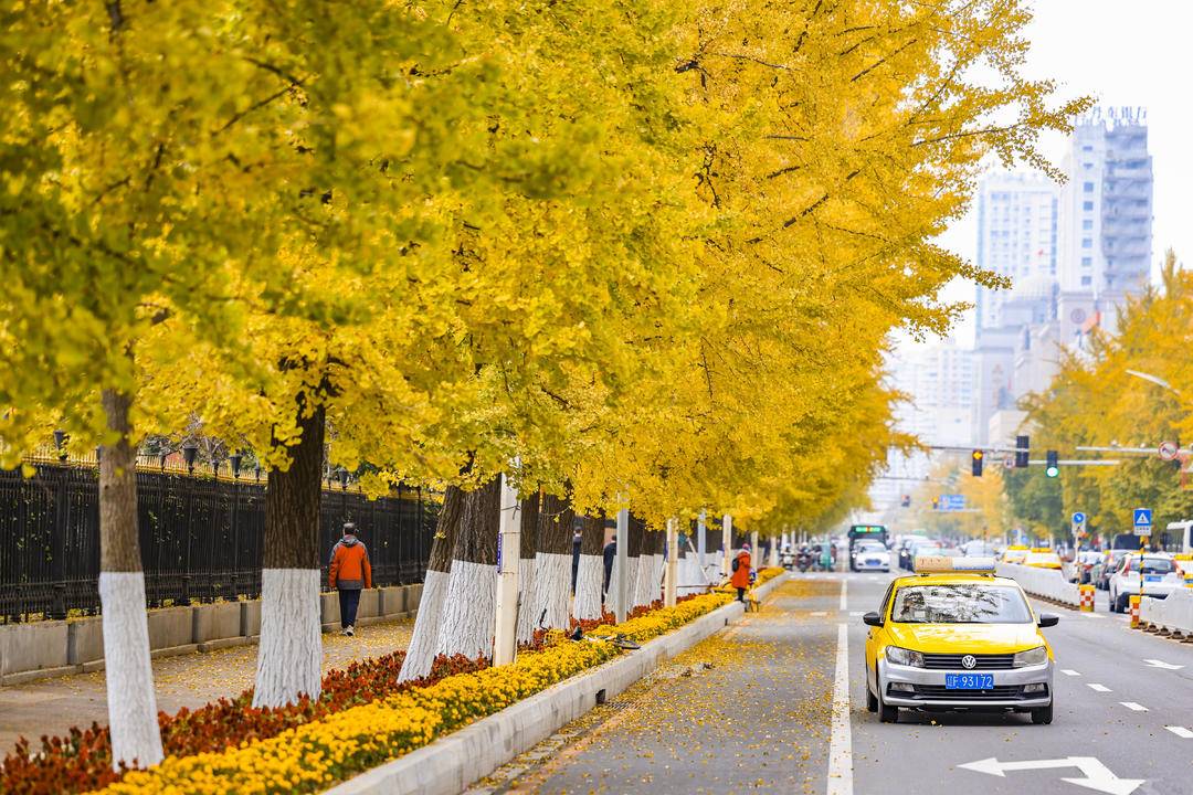 丹東百年銀杏鋪就“黃金大道”