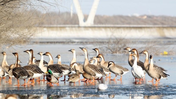 雁舞渾河岸 景繪瀋陽冬