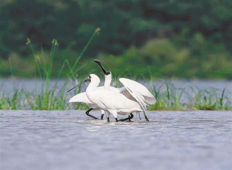 觀駕湖之約：覽湖光山色 聽鳥鳴如詩_fororder_2062c3d6-3fd9-43e5-8e0a-9a8c9cd32018