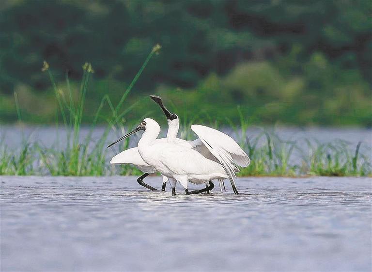 觀駕湖之約：覽湖光山色 聽鳥鳴如詩_fororder_2062c3d6-3fd9-43e5-8e0a-9a8c9cd32018