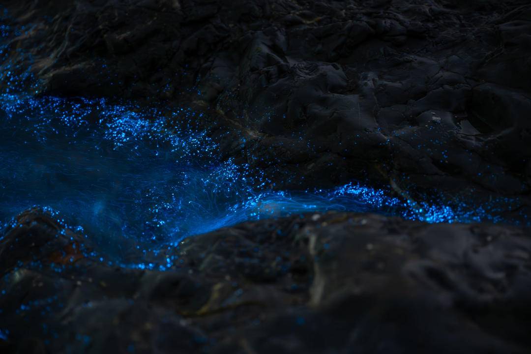大連“熒光海”，宛若墜星河