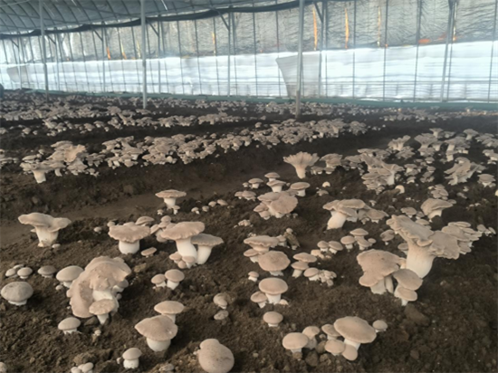 大連普蘭店區：菌類家族“新成員”入駐同益香菇産業園_fororder_普蘭店蘑菇1