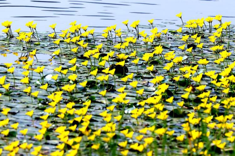 千年荇菜，花開淩河