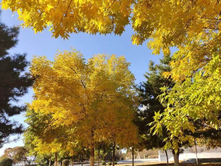 朝陽,一城秋色動人心!