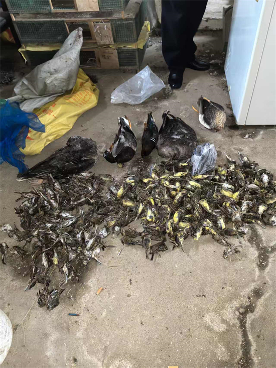 涉案價值超千萬元!大連市公安局普蘭店分局破獲特大案件_fororder_普蘭店鳥3