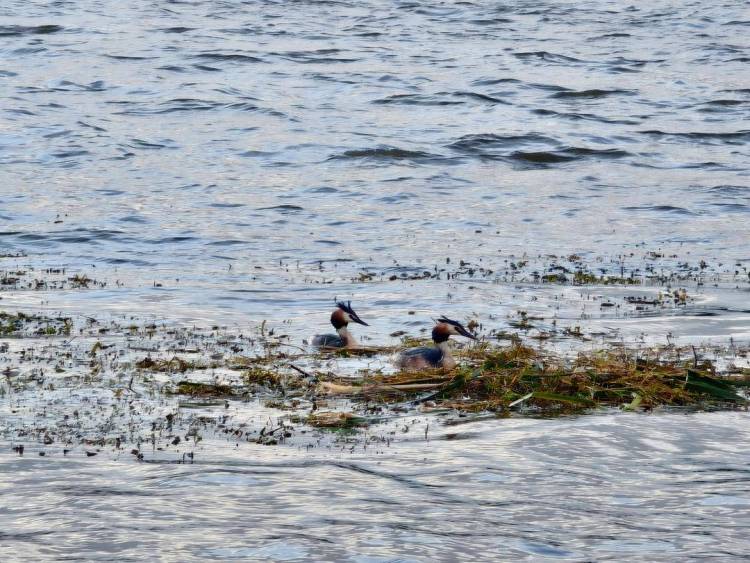 阜新玉龍湖：鳳頭䴙䴘育雛忙