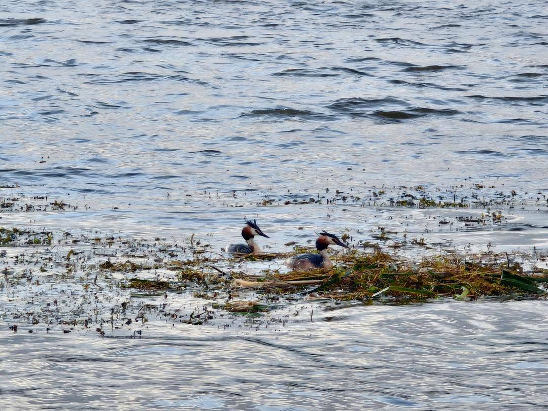 阜新玉龍湖：鳳頭䴙䴘育雛忙