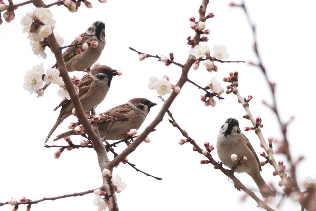 朝陽：鳥語花香春光美