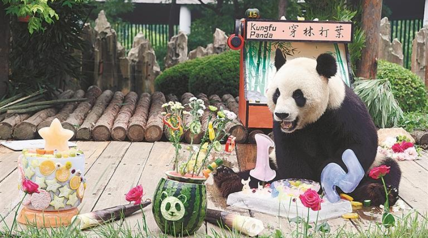 萌！“酷玩少年”大熊貓金虎15歲啦