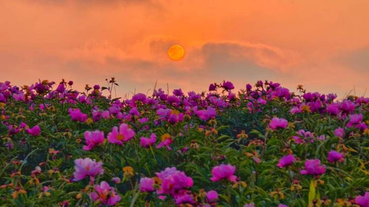 東港：夕陽鎏金處，花海醉遊人