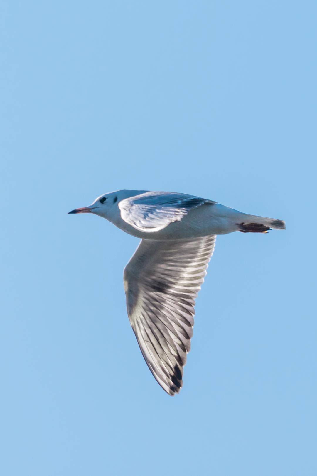 盤錦遼河三角洲濕地迎來候鳥遷徙高峰期