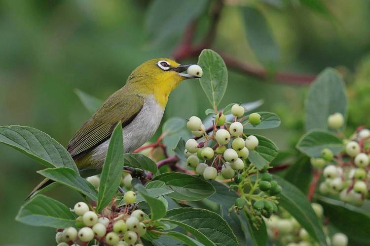 朝陽：可愛“白眼圈” 精緻繡眼鳥