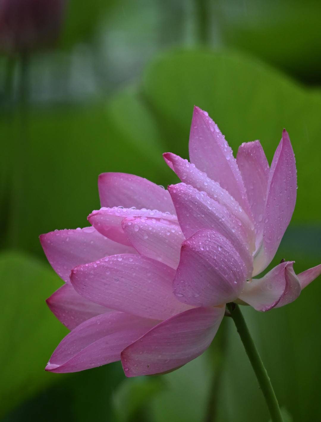瀋陽：接天蓮葉碧，北塔觀雨荷