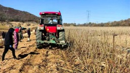 櫻桃苗木豐收 鋪就興村富民錦路