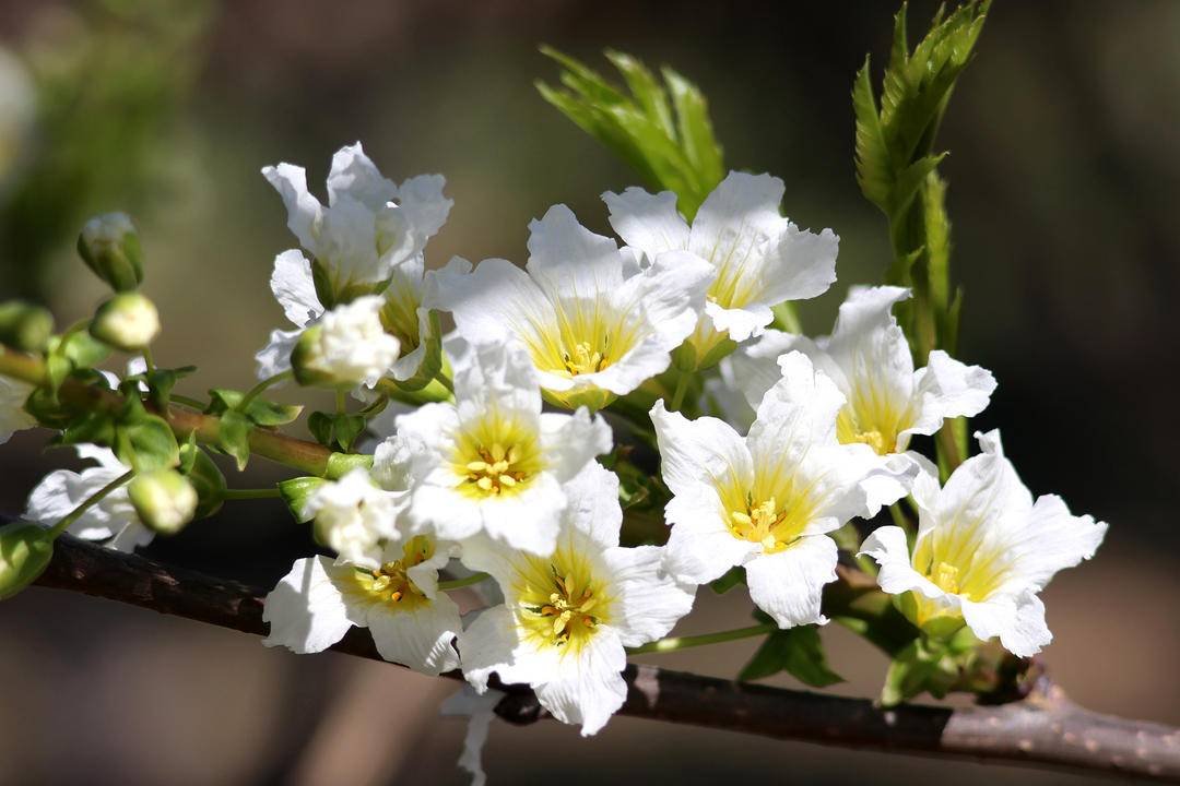 “東方神樹”，花開四色