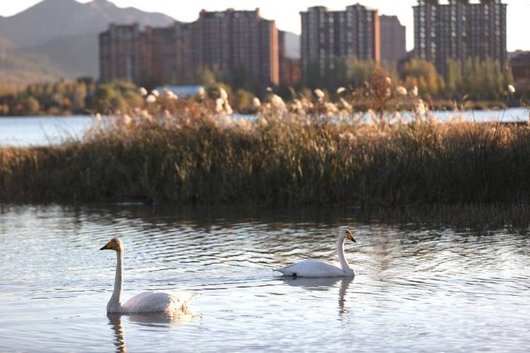 大批白天鵝現身朝陽城區