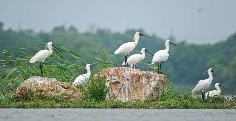 大連莊河：“鳥中大熊貓”組團覓食