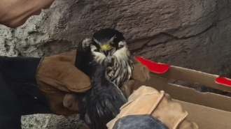 丹東一經街邊境派出所成功救助國家二級保護動物燕隼