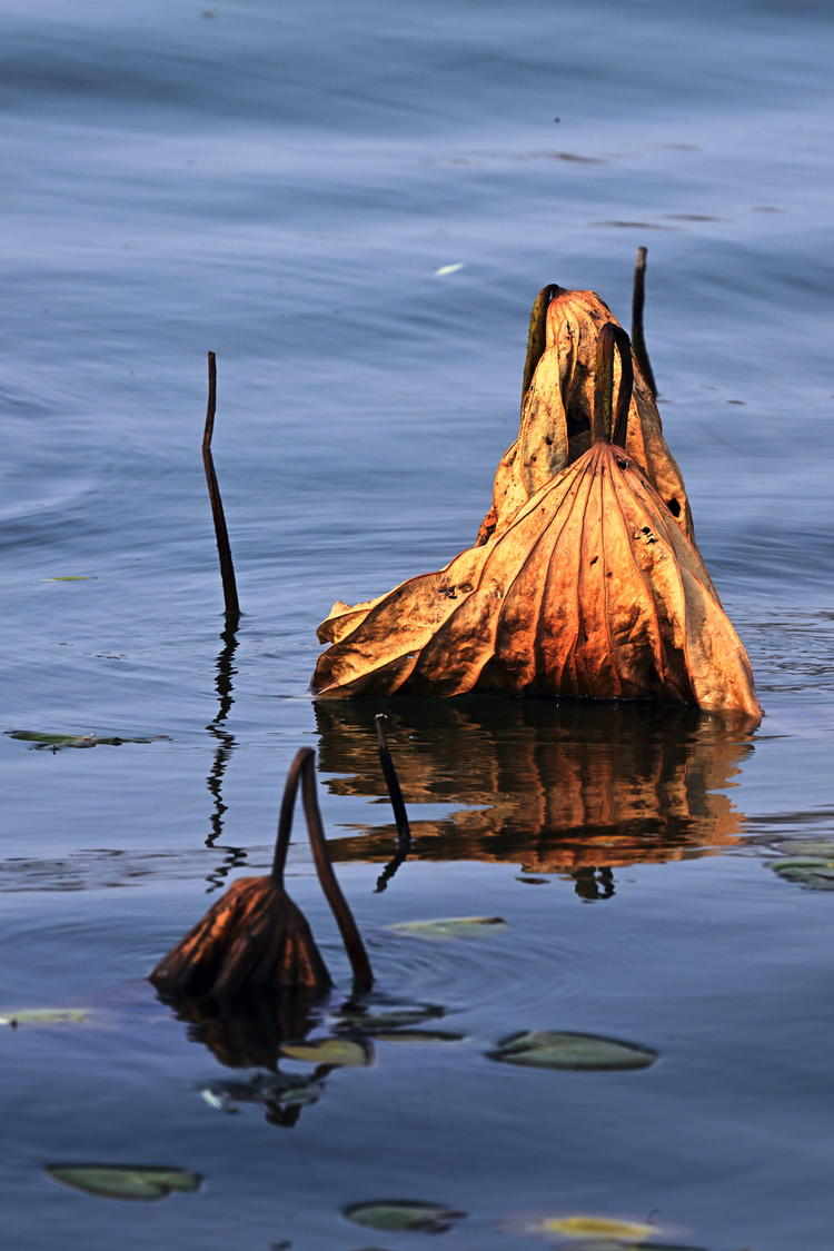 “雀”躍荷塘_fororder_麻雀10