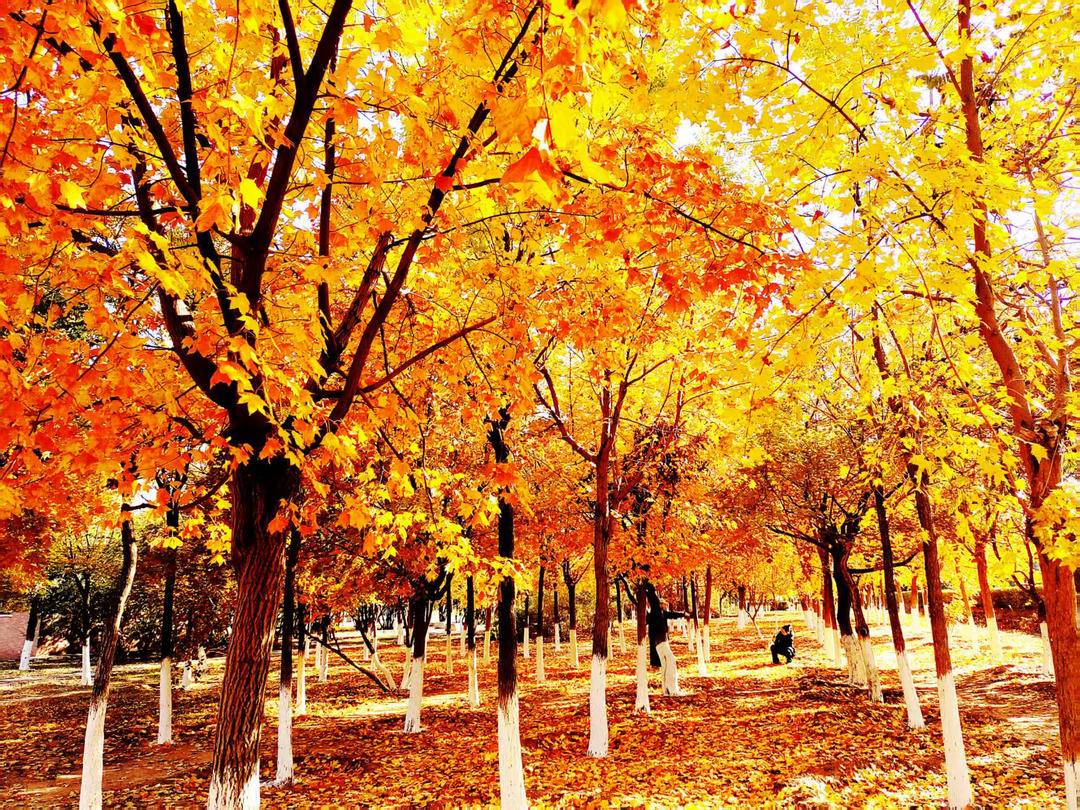 朝陽，一城秋色動人心！