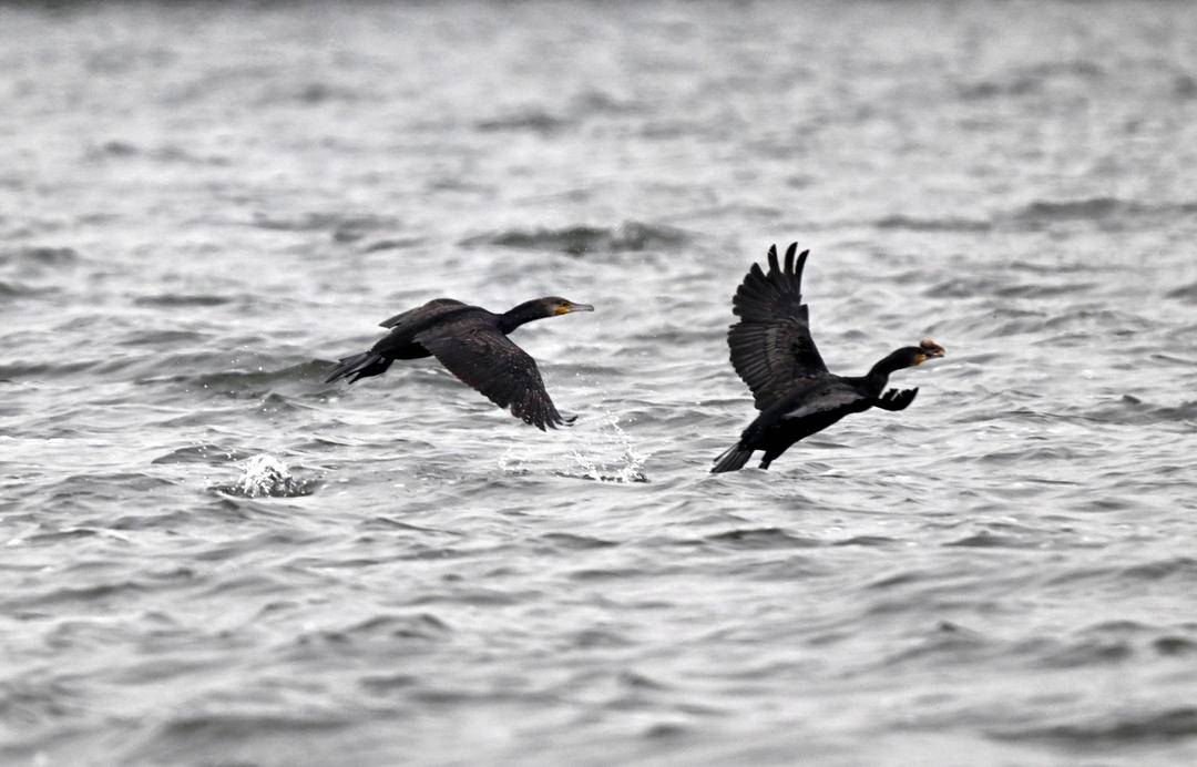 瀋陽丁香湖：水鳥翩躚，生態如畫