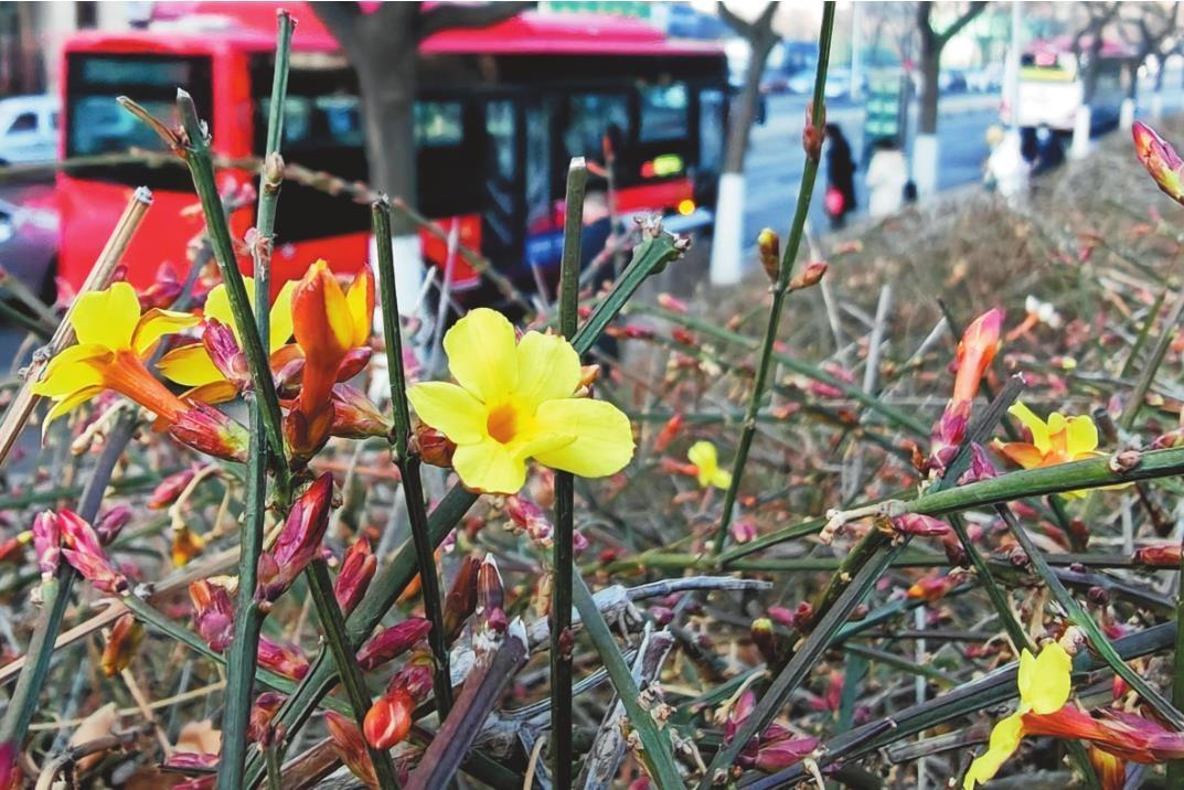 大連：迎春花開