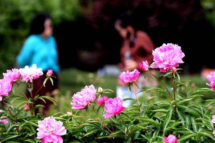 朝陽：五月“花神”芍藥盛放
