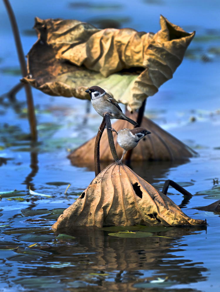 “雀”躍荷塘_fororder_麻雀8