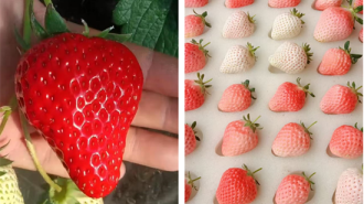 草莓新品種變身致富“甜蜜引擎”