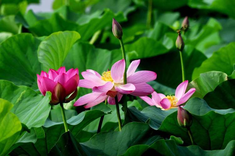 朝陽：荷花勝景，七月詩行
