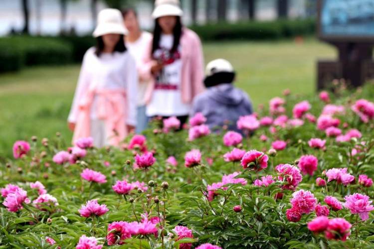 朝陽：五月“花神”芍藥盛放