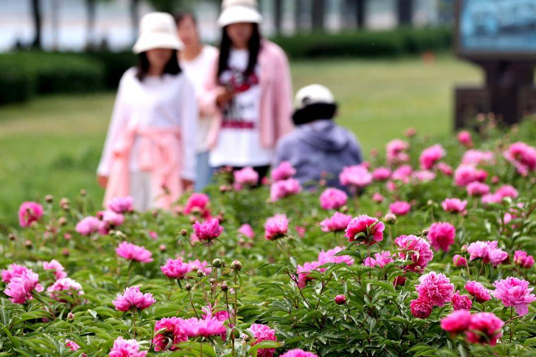 朝陽：五月“花神”芍藥盛放