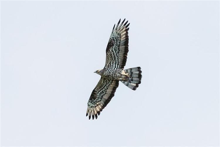鵑頭蜂鷹首現東北地區_fororder_e3e76252-f16b-43ec-be8c-d50903dea4ae