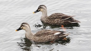 瀋陽：水清鴨歡新開河