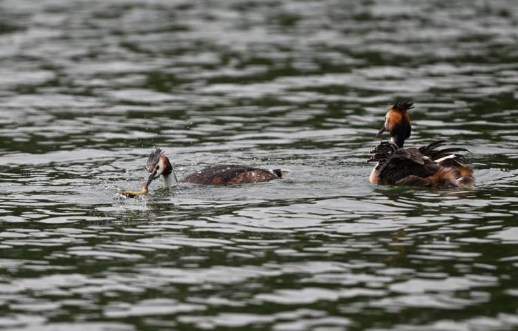 瀋陽丁香湖：鳳頭鸊鷉育雛忙