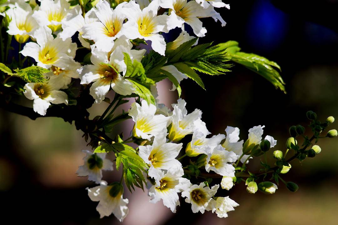 “東方神樹”，花開四色