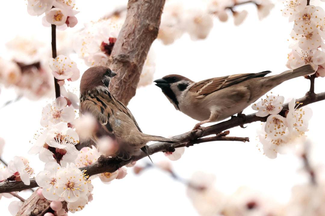 朝陽：鳥語花香春光美