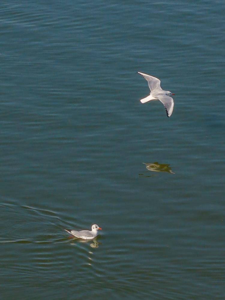 盤錦遼河三角洲濕地迎來候鳥遷徙高峰期