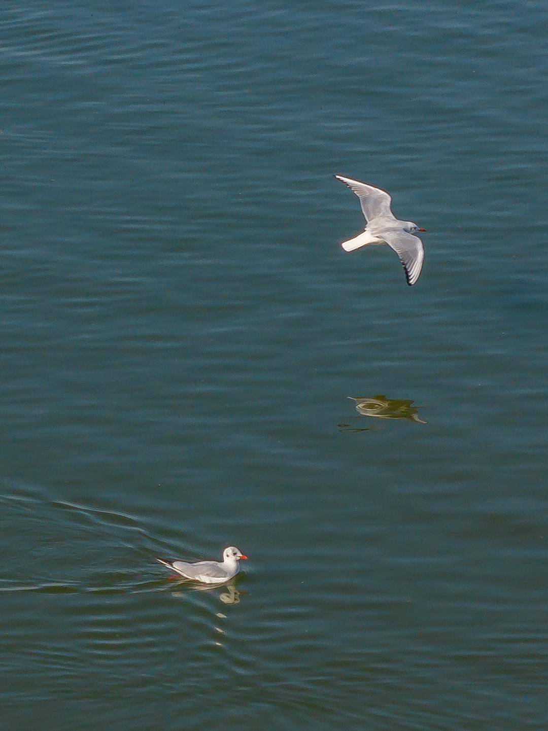 盤錦遼河三角洲濕地迎來候鳥遷徙高峰期